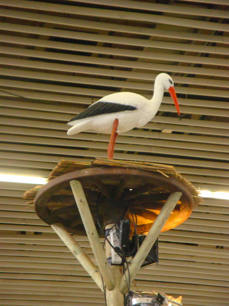 Stork.jpg