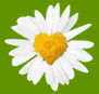 daisy.gif daisy.gif