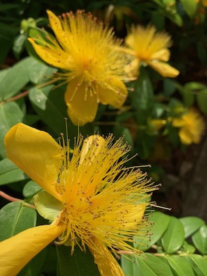 * Hypericum.jpg