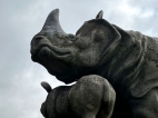 * Rhinos1.jpeg