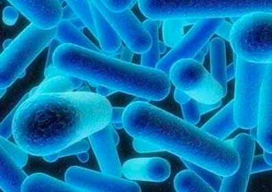 * legionella-image-courtesy-wikipedia.jpg